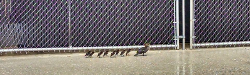 This Weather Is For The Ducks!